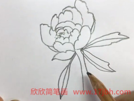 牡丹花的简笔画图片