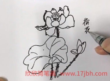 简笔画荷花