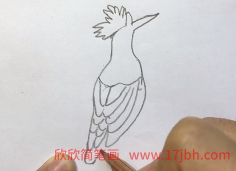 戴胜鸟简笔画