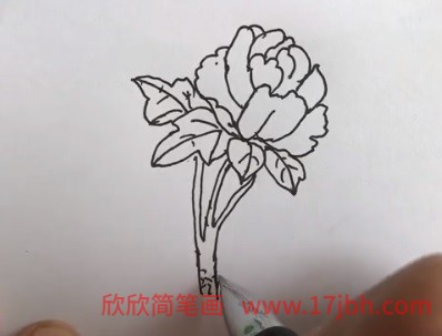 牡丹花简笔画带颜色