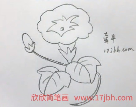 牵牛花简笔画带颜色