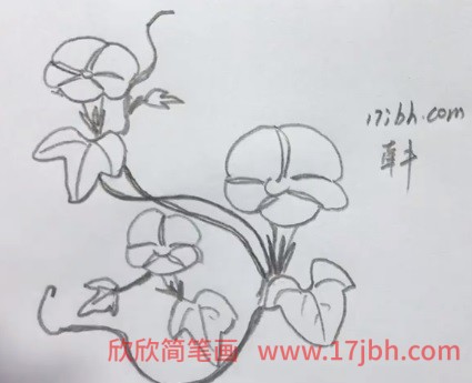 牵牛花连藤简笔画