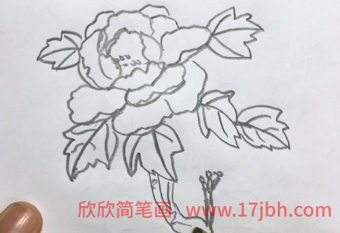 漂亮的牡丹花简笔画