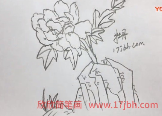 漂亮的牡丹花简笔画