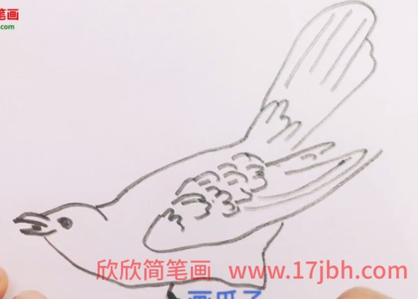 杜鹃鸟 简笔画