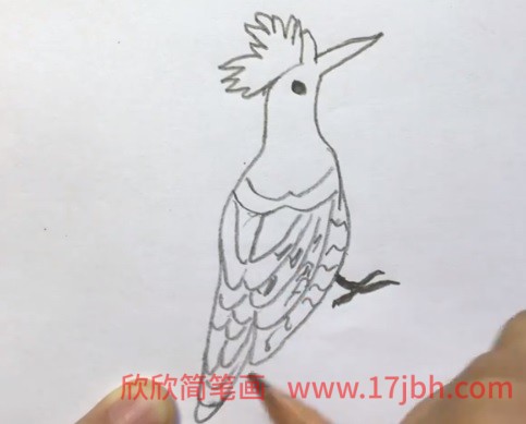 戴胜鸟简笔画