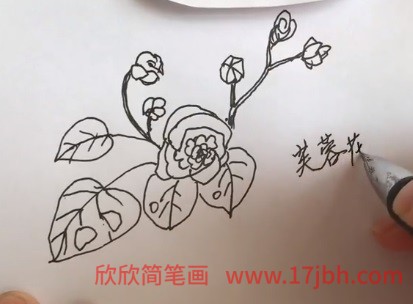 木芙蓉花简笔画