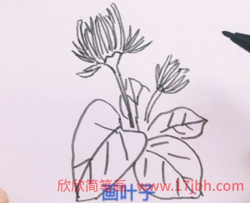 菊花简笔画步骤