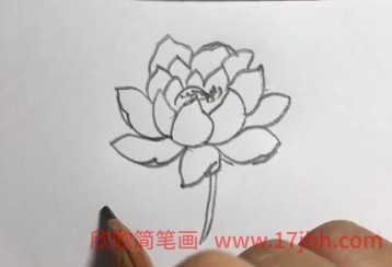 荷花花苞简笔画