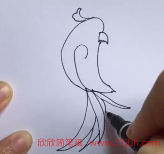 鹦鹉简笔画彩色