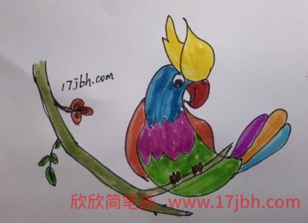 鹦鹉简笔画图片彩色