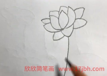 荷花怎么画简笔画图片