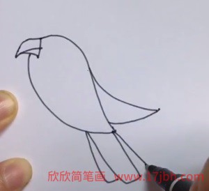 鹦鹉怎么画简笔画图片