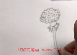 蒲公英的简笔画图片