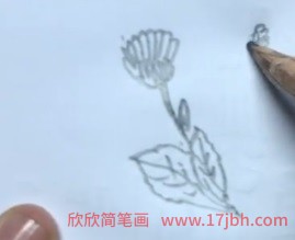 万寿菊简笔画