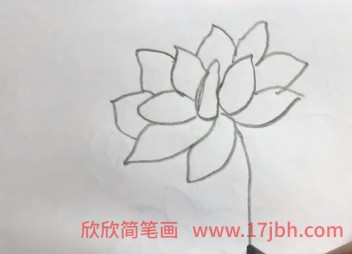 荷花苞简笔画