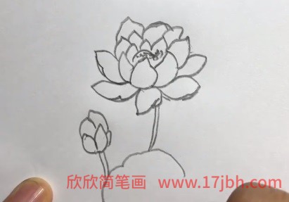 荷花花苞简笔画