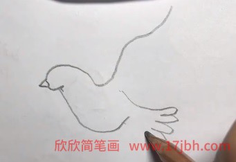 手绘鸽子简笔画