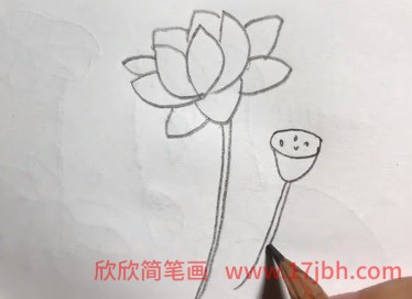 荷花怎么画简笔画图片