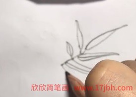 竹子图片简笔画彩色