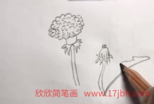 蒲公英的简笔画图片