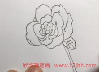 蔷薇花的简笔画步骤