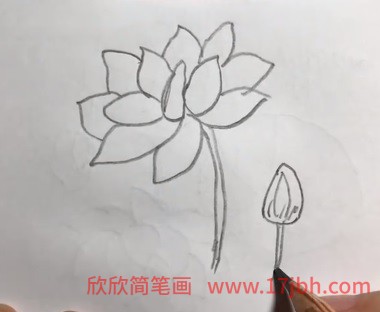 荷花苞简笔画