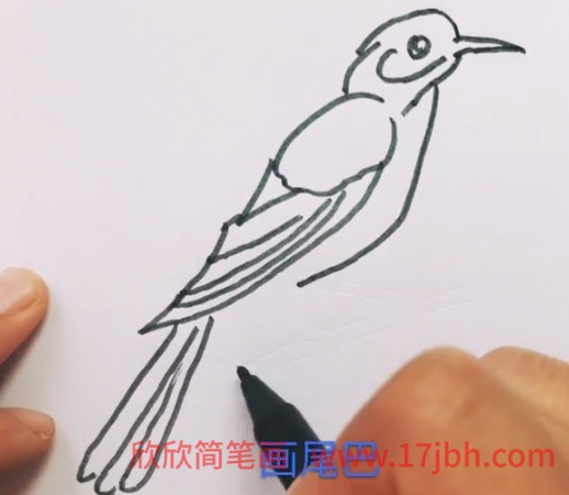 怎么画杜鹃鸟的简笔画