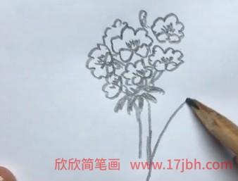 君子兰怎么画简笔画