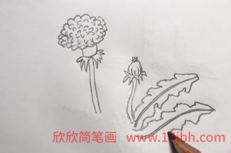 蒲公英的简笔画图片