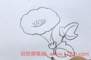 牵牛花藤蔓简笔画