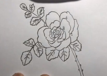 蔷薇花的简笔画步骤