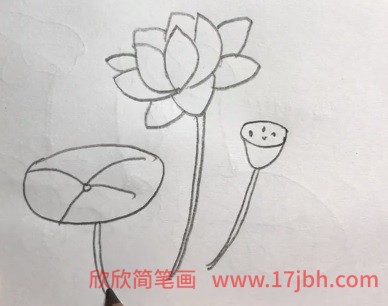 荷花怎么画简笔画图片