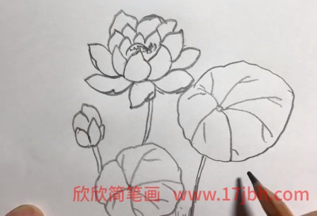 荷花花苞简笔画