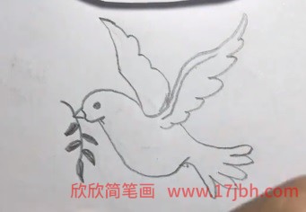 手绘鸽子简笔画