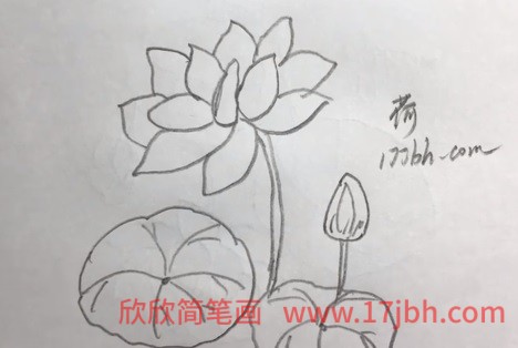 荷花苞简笔画