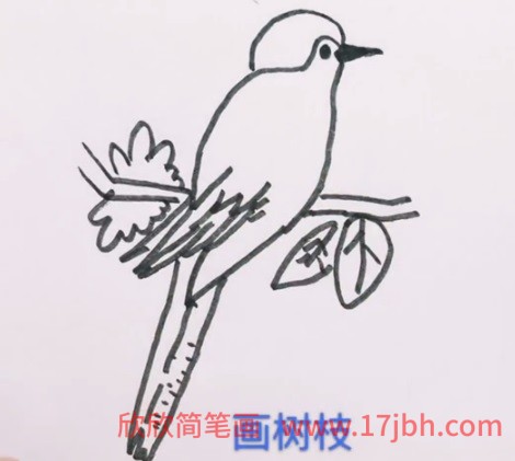 简笔画杜鹃鸟