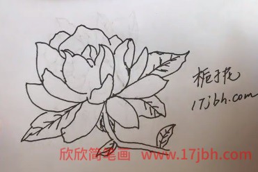 栀子花简笔画图片