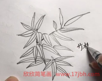 竹子图片简笔画彩色