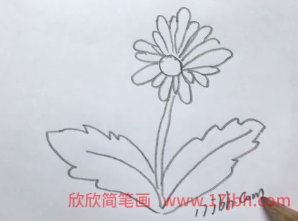 儿童菊花的画法简笔画