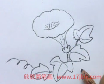 牵牛花藤蔓简笔画