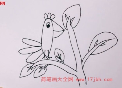 鹦鹉波利简笔画