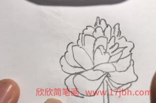 蔷薇花手绘图片简笔画