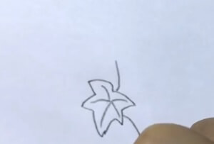 常春藤简笔画
