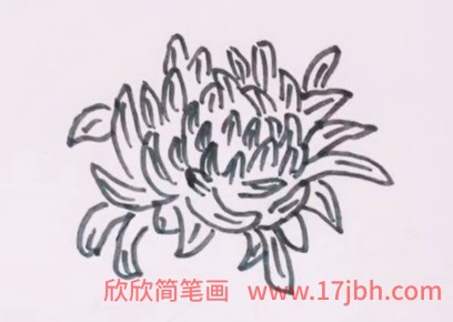 秋天的菊花简笔画