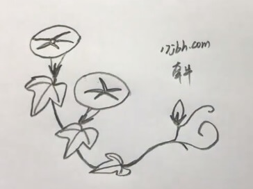 简笔画牵牛花的画法