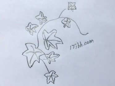 常春藤简笔画