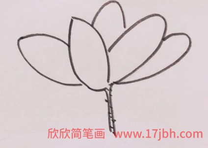 荷花怎么画简笔画