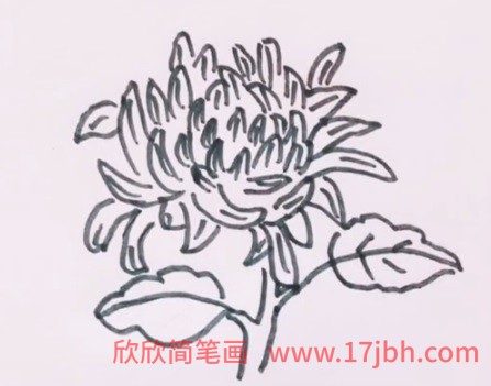 秋天的菊花简笔画