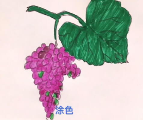 葡萄叶子简笔画